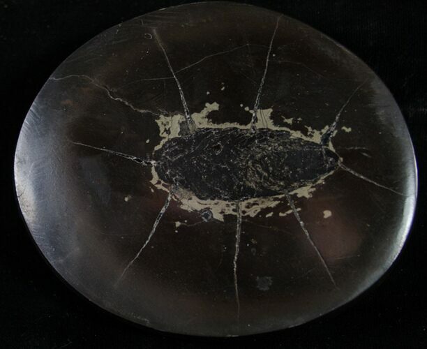 Polished Fish Coprolite (Fossil Poo) - Scotland #8936